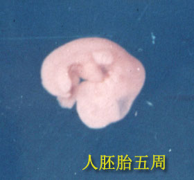 胚胎图片1