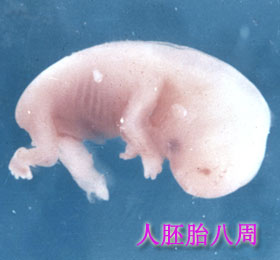 胚胎图片4
