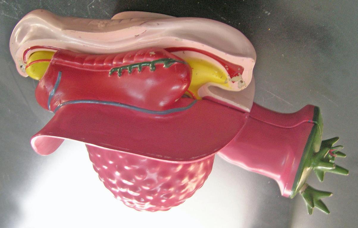 在胚层分化中各器官系统原基不断建立,胚体外形也在不断演变中接近成