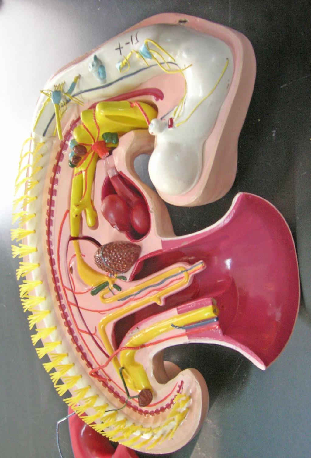 羊膜,腹膜腔与胚外体腔的交通口,卵黄囊蒂,体蒂,尿囊动,静脉均转至胚